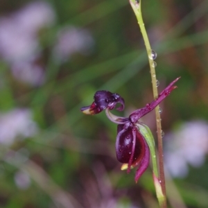 Caleana major at Boro, NSW - 10 Nov 2021