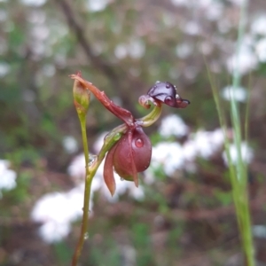 Caleana major at Boro, NSW - 10 Nov 2021