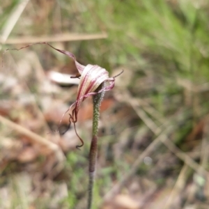 Caladenia montana at Tennent, ACT - suppressed