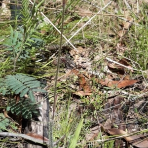 Caladenia montana at Tennent, ACT - suppressed