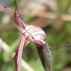 Caladenia montana at Tennent, ACT - suppressed