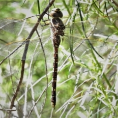 Adversaeschna brevistyla (Blue-spotted Hawker) at ANBG - 1 Dec 2021 by JohnBundock