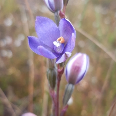 Thelymitra sp. (A Sun Orchid) at Boro, NSW - 9 Nov 2021 by mlech