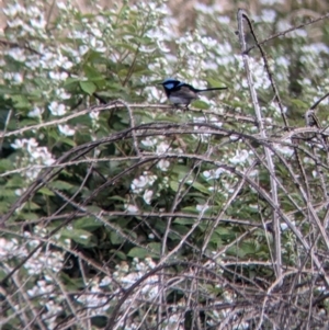 Malurus cyaneus at Coppabella, NSW - 1 Dec 2021