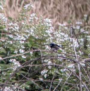 Malurus cyaneus at Coppabella, NSW - suppressed