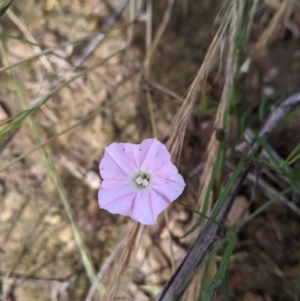 Convolvulus angustissimus subsp. angustissimus at Coppabella, NSW - 1 Dec 2021