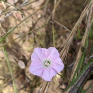 Convolvulus angustissimus subsp. angustissimus at Coppabella, NSW - 1 Dec 2021