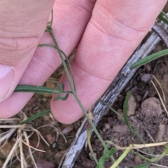 Convolvulus angustissimus subsp. angustissimus at Coppabella, NSW - 1 Dec 2021