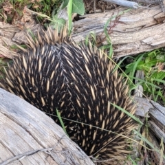 Tachyglossus aculeatus (Short-beaked Echidna) at Coppabella, NSW - 30 Nov 2021 by Darcy