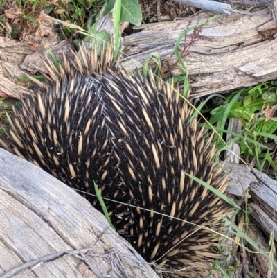 Tachyglossus aculeatus (Short-beaked Echidna) at Coppabella, NSW - 1 Dec 2021 by Darcy