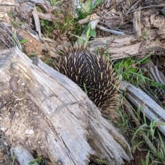 Tachyglossus aculeatus at Coppabella, NSW - suppressed