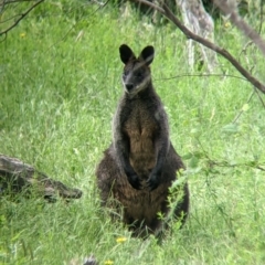 Wallabia bicolor (Swamp Wallaby) at Coppabella, NSW - 1 Dec 2021 by Darcy