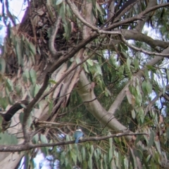 Todiramphus sanctus (Sacred Kingfisher) at Coppabella, NSW - 1 Dec 2021 by Darcy