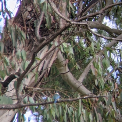 Todiramphus sanctus (Sacred Kingfisher) at Coppabella, NSW - 30 Nov 2021 by Darcy