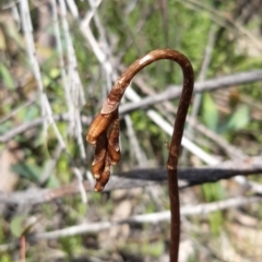 Gastrodia sesamoides (Cinnamon Bells) at Paddys River, ACT - 18 Nov 2021 by mlech