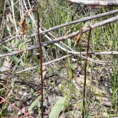 Gastrodia sesamoides at Paddys River, ACT - 18 Nov 2021