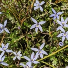 Isotoma fluviatilis subsp. australis (Swamp Isotome) at Coppabella, NSW - 1 Dec 2021 by Darcy