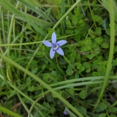 Isotoma fluviatilis subsp. australis at Coppabella, NSW - suppressed