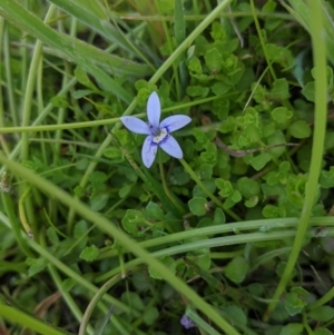 Isotoma fluviatilis subsp. australis at Coppabella, NSW - suppressed