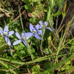 Isotoma fluviatilis subsp. australis at Coppabella, NSW - 1 Dec 2021