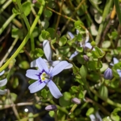 Isotoma fluviatilis subsp. australis at Coppabella, NSW - suppressed