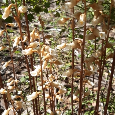 Gastrodia sesamoides (Cinnamon Bells) at ANBG - 2 Dec 2021 by mlech