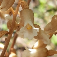 Gastrodia sesamoides at Acton, ACT - 2 Dec 2021