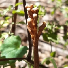 Gastrodia sesamoides at Acton, ACT - 2 Dec 2021