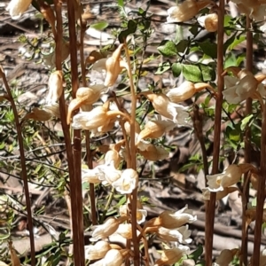 Gastrodia sesamoides at Acton, ACT - 2 Dec 2021