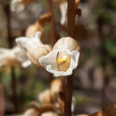 Gastrodia sesamoides at Acton, ACT - 2 Dec 2021