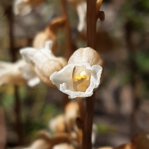 Gastrodia sesamoides at Acton, ACT - 2 Dec 2021