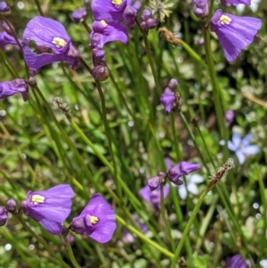 Utricularia dichotoma at Coppabella, NSW - suppressed