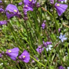 Utricularia dichotoma (Fairy Aprons, Purple Bladderwort) at suppressed - 1 Dec 2021 by Darcy