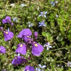 Utricularia dichotoma at Coppabella, NSW - suppressed