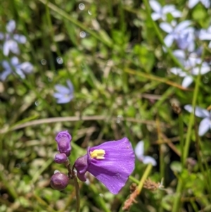 Utricularia dichotoma at Coppabella, NSW - suppressed