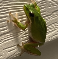 Litoria fallax (Eastern Dwarf Tree Frog) at Rosedale, NSW - 2 Dec 2021 by SteveBorkowskis