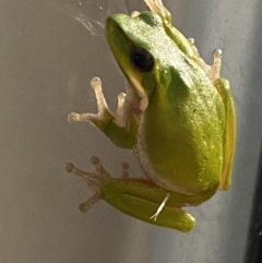 Litoria fallax at Rosedale, NSW - 2 Dec 2021