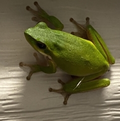 Litoria fallax at Rosedale, NSW - 2 Dec 2021