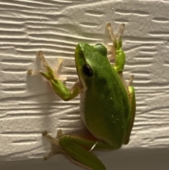 Litoria fallax at Rosedale, NSW - 2 Dec 2021