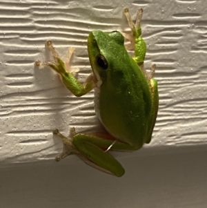 Litoria fallax at Rosedale, NSW - 2 Dec 2021