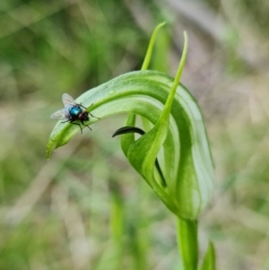 Pterostylis monticola at Paddys River, ACT - suppressed