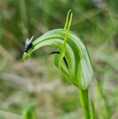 Pterostylis monticola at Paddys River, ACT - suppressed