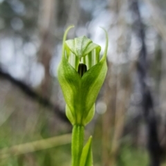 Pterostylis monticola at Paddys River, ACT - suppressed