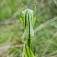 Pterostylis monticola at Paddys River, ACT - suppressed