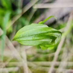 Pterostylis monticola at Paddys River, ACT - suppressed