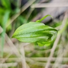 Pterostylis monticola at Paddys River, ACT - 2 Dec 2021