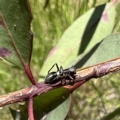 Myrmarachne (genus) (Unidentified Ant-mimic jumping spider) at Murrumbateman, NSW - 2 Dec 2021 by SimoneC