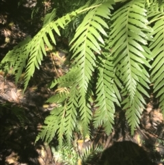 Todea barbara at Bundanoon, NSW - suppressed
