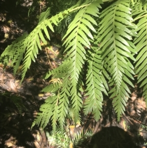 Todea barbara at Bundanoon, NSW - 14 Nov 2021