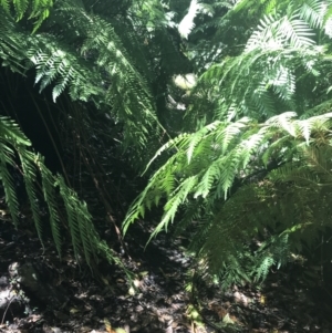 Todea barbara at Bundanoon, NSW - suppressed